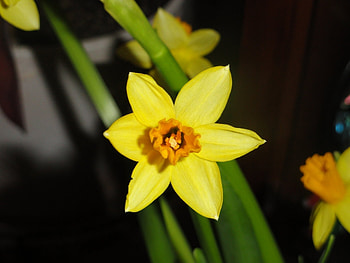 Plants, Flowers HD wallpaper