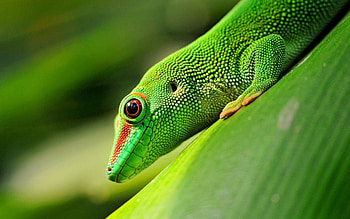 Vibrant gecko, Green beauty, Lively reptile, Nature's art HD wallpaper