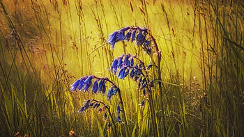 Last Of The Bluebells, Rushmere, Bedfordshire, wildflowers, field, blossoms, england HD wallpaper