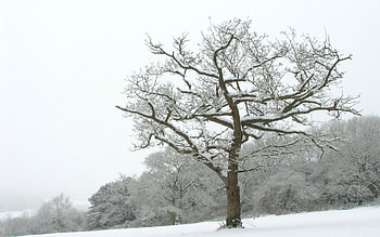 winter tree, winter, white, snow, tree HD wallpaper
