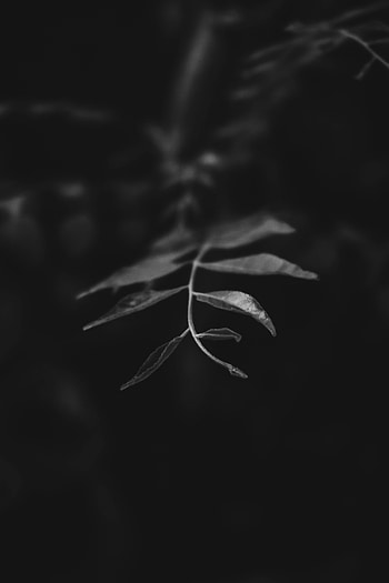 Leaves, Macro, Dark, Branch, Bw, Chb HD phone wallpaper