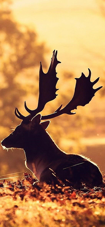 Artistic moose, , Digital excellence, Wildlife scenes HD phone wallpaper