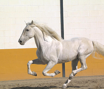 Silver 2, spanish, andalusian, horses, white HD wallpaper