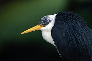 Animal, heron HD wallpaper