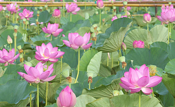 Flowers, Leaves, Pink, Greens, Lotuses HD wallpaper