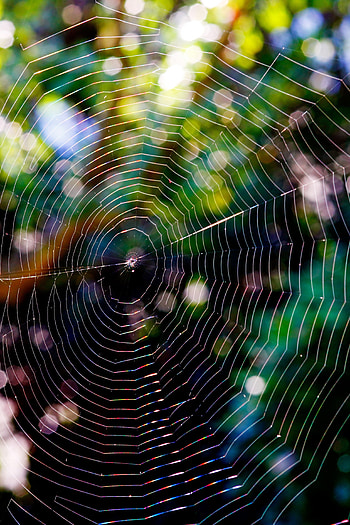 Web, Macro, Glare, Wicker, Braided, Net HD phone wallpaper