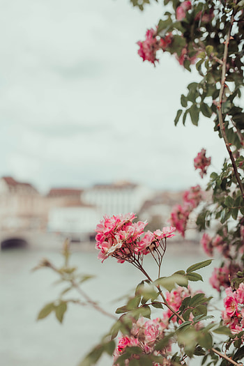 Flowers, Pink, Bush, Plant, Bloom, Flowering HD phone wallpaper