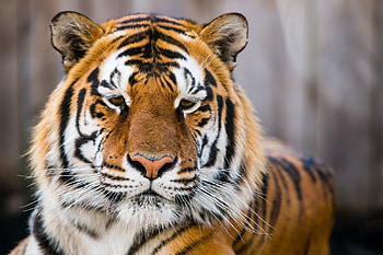 Animals, Muzzle, Predator, Big Cat, Sight, Opinion, Tiger, Sad HD wallpaper