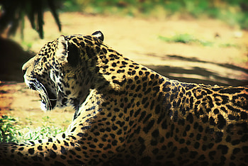 Leopard, cheetah, jungle, wild HD wallpaper