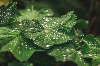 Close-up view of dewdrops on lush green leaves, capturing natural freshness. HD wallpaper