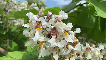 Natural background, Catalpa tree, Flowers close up, Stock video HD wallpaper