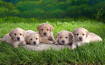 Animals, Dogs HD wallpaper