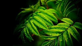 Ultra , Cooler device, Beautiful plant, Green leaf HD wallpaper