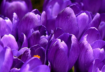 Close-up of vibrant purple crocus flowers in full bloom during spring. HD wallpaper