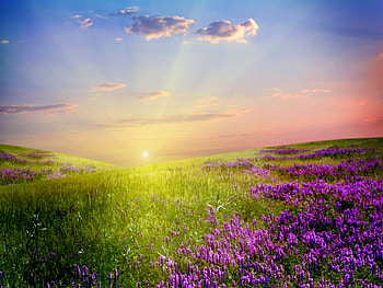 Glorious sunset, rays, graphy, morning, dawn, beams, pretty, field, clouds, flowers, sky, nature HD wallpaper