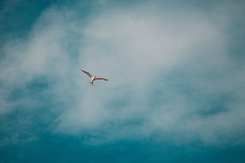 Animals, Sky, Clouds, Bird, Gull, Seagull HD wallpaper