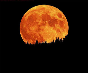 Harvest Moon, colorful, black, full, orange, moon, fantasy, bright, trees, silhouette HD wallpaper
