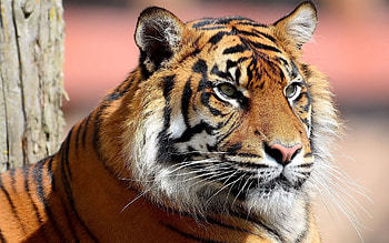 Animals, Muzzle, Big Cat, Sight, Opinion, Tiger HD wallpaper