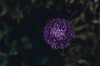 Flowers, Violet, Flower, Bloom, Flowering, Purple, Aster HD wallpaper