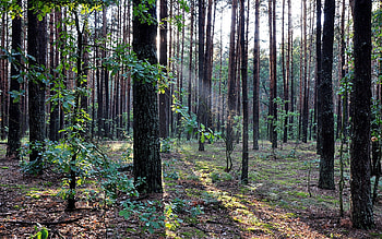 Landscape, Trees HD wallpaper