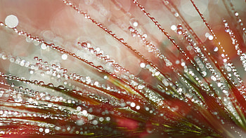 Drops, Plant, Macro HD wallpaper