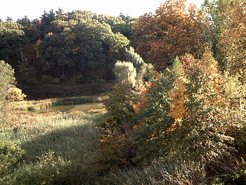 brush, trees, woods, forest, yellow HD wallpaper