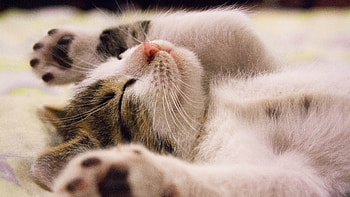 Kitten Tummy Up, Animal, cat, kitten, paw HD wallpaper