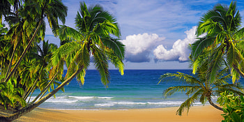 The ocean, Beach, Ocean, Sky, Plam trees HD wallpaper