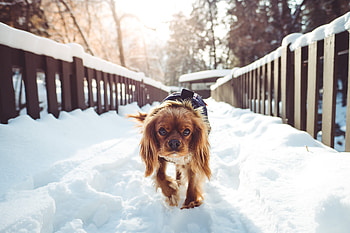 Animals, Winter, Dog, Stroll HD wallpaper