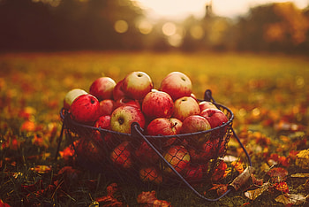Food, Autumn, Apples, Basket, Harvest HD wallpaper