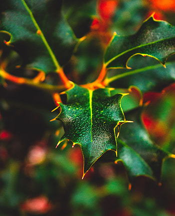 Plant, Macro, Wet, Dew, Leaflet HD phone wallpaper