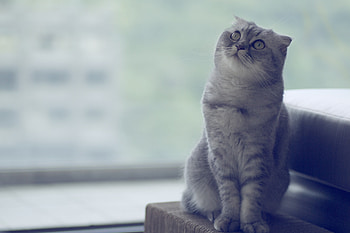 Scottish Fold, Blue-eyed beauty, Beautiful coat, Captivating gaze HD wallpaper