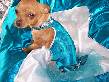 Turquoise loves me ;), dog, sunshine, party, wedding, turquoise, wonderful, foreverbeautiful, little HD wallpaper