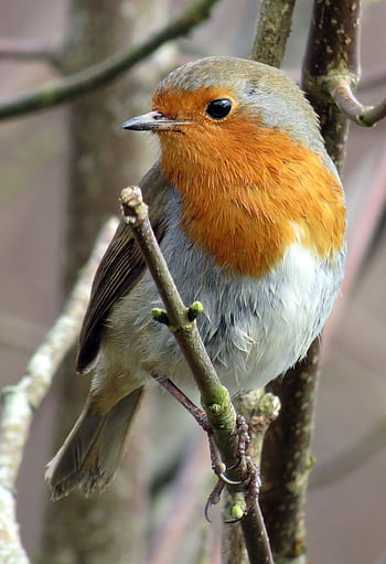 Close-up of a European robin in a natural habitat setting. HD phone wallpaper