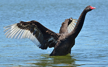 Black Swan, , Background , Bird HD wallpaper