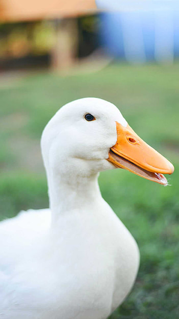 Majestic duck, Elegant plumage, Nature's masterpiece, Brilliant colors HD phone wallpaper
