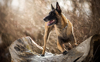 Playing, dogs, cute, german shepherd, animals HD wallpaper