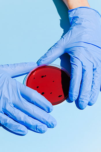 Close-up of gloved hands holding a petri dish for laboratory analysis. HD phone wallpaper