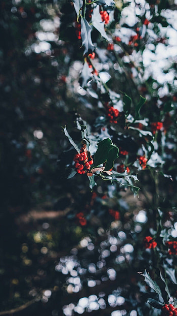 Growing plant, Mistletoe HD phone wallpaper