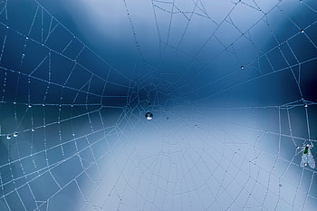 Web, Drops, Miscellanea, Miscellaneous, Close-Up HD wallpaper