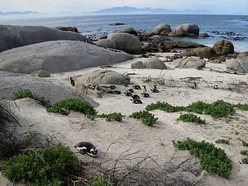 Penguin beach, sand, penguins, ocean, rock, beach HD wallpaper