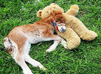 Missing Mom, horse, teddy bear, field, foal, comfort, grass, sleep HD wallpaper