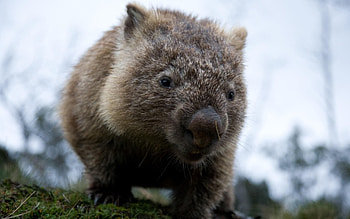 Wombat , Cute animal backgrounds HD wallpaper