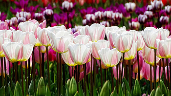 Tulips, beautiful, graphy, flower HD wallpaper