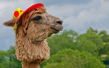 Alpaca kingdom, Captivating creatures, Alluring beauty, Animal bliss HD wallpaper