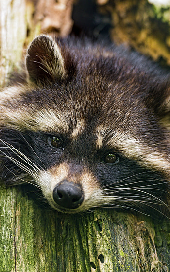 Graceful raccoon, Wilderness explorer, Fur coat, Nature's treasure HD phone wallpaper