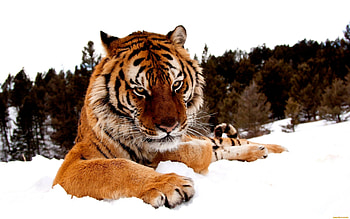 Animals, Tigers HD wallpaper