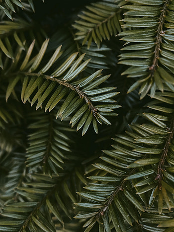 Nature, Leaves, Plant, Macro, Branches HD phone wallpaper
