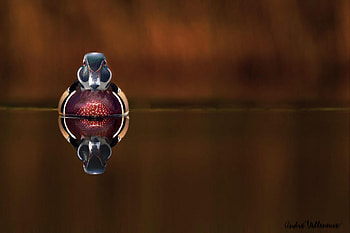 Duck, animal, red, , lake HD wallpaper