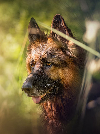German Shepherd, Dog , Canine charm, Loyal companion HD phone wallpaper